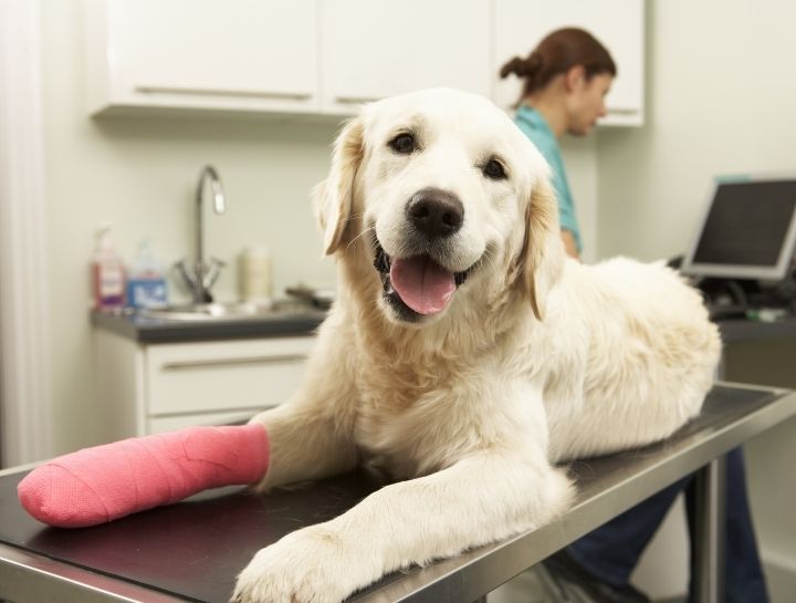 Find Emergency Veterinary Care