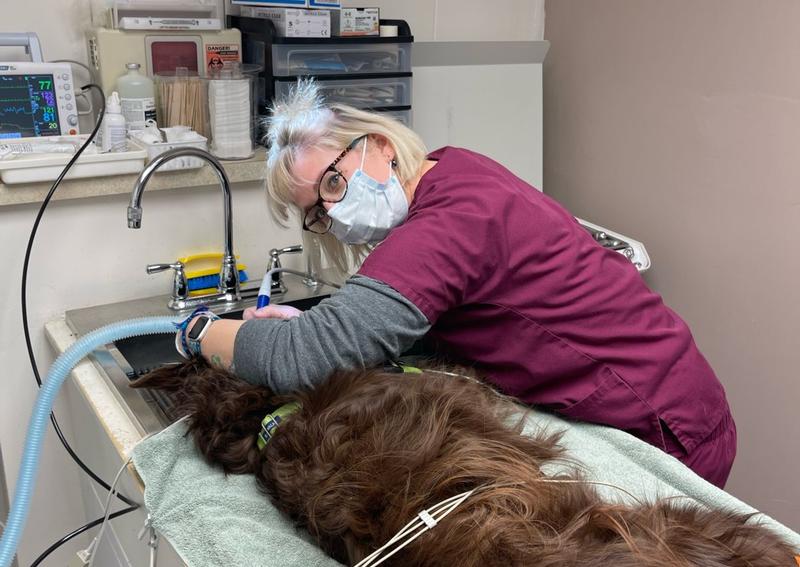 Carousel Slide 10: Josie getting a dental cleaning